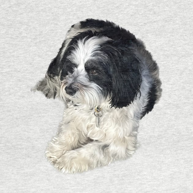 Havanese Toy Dog "Lulu" by SymbioticDesign